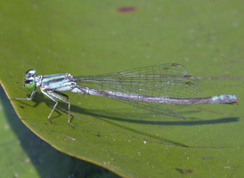 Lilypad Forktail